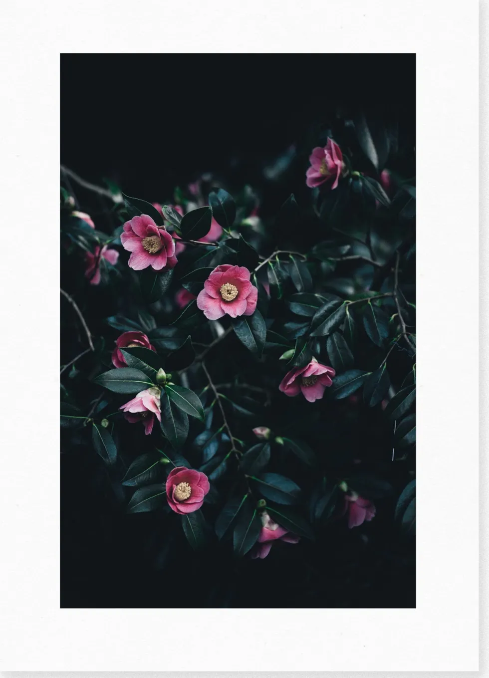 Affiche Flowers encadrée Moebe noir A3 - Le Renard