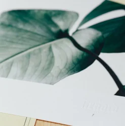 Affiche Monstera encadrée Moebe noir A2 - Le Renard