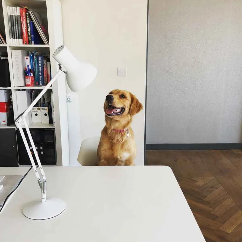 Lampe de bureau en acier blanc Type 75™ Mini - Anglepoise