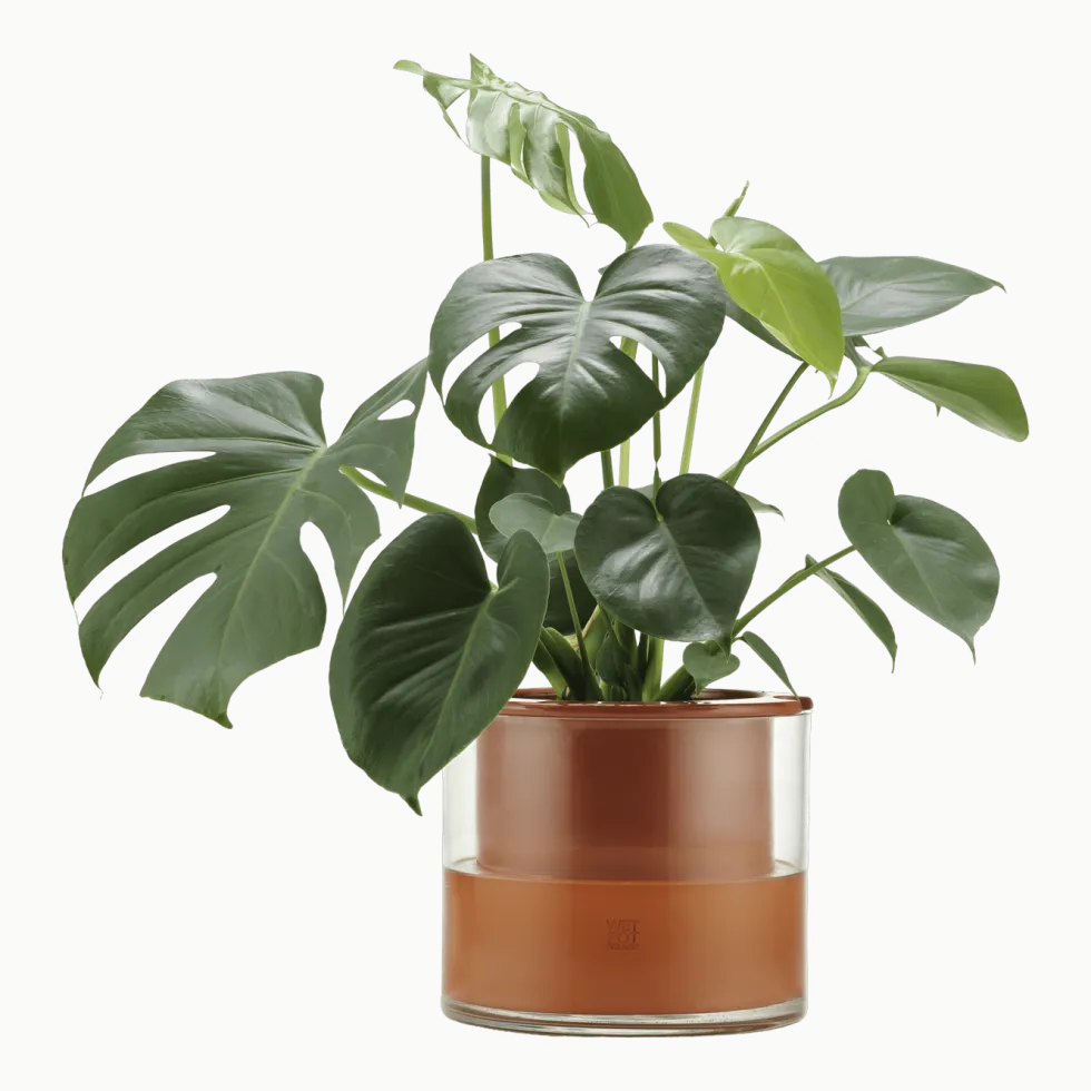 Pot avec réservoir d'eau L - Wet Pot