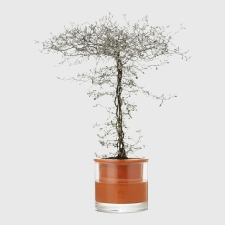 Pot avec réservoir d'eau M - Wet Pot